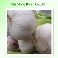 Verduras frescas Standard Chinese Fresh Garlic